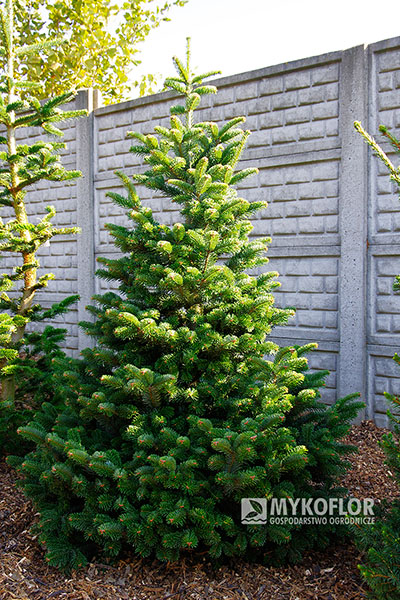 Abies alba ‘Esveld’
