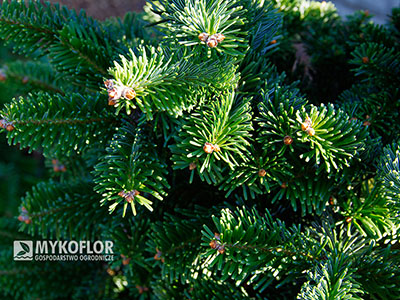 Abies alba ‘Esveld’ – zbliżenie igieł
