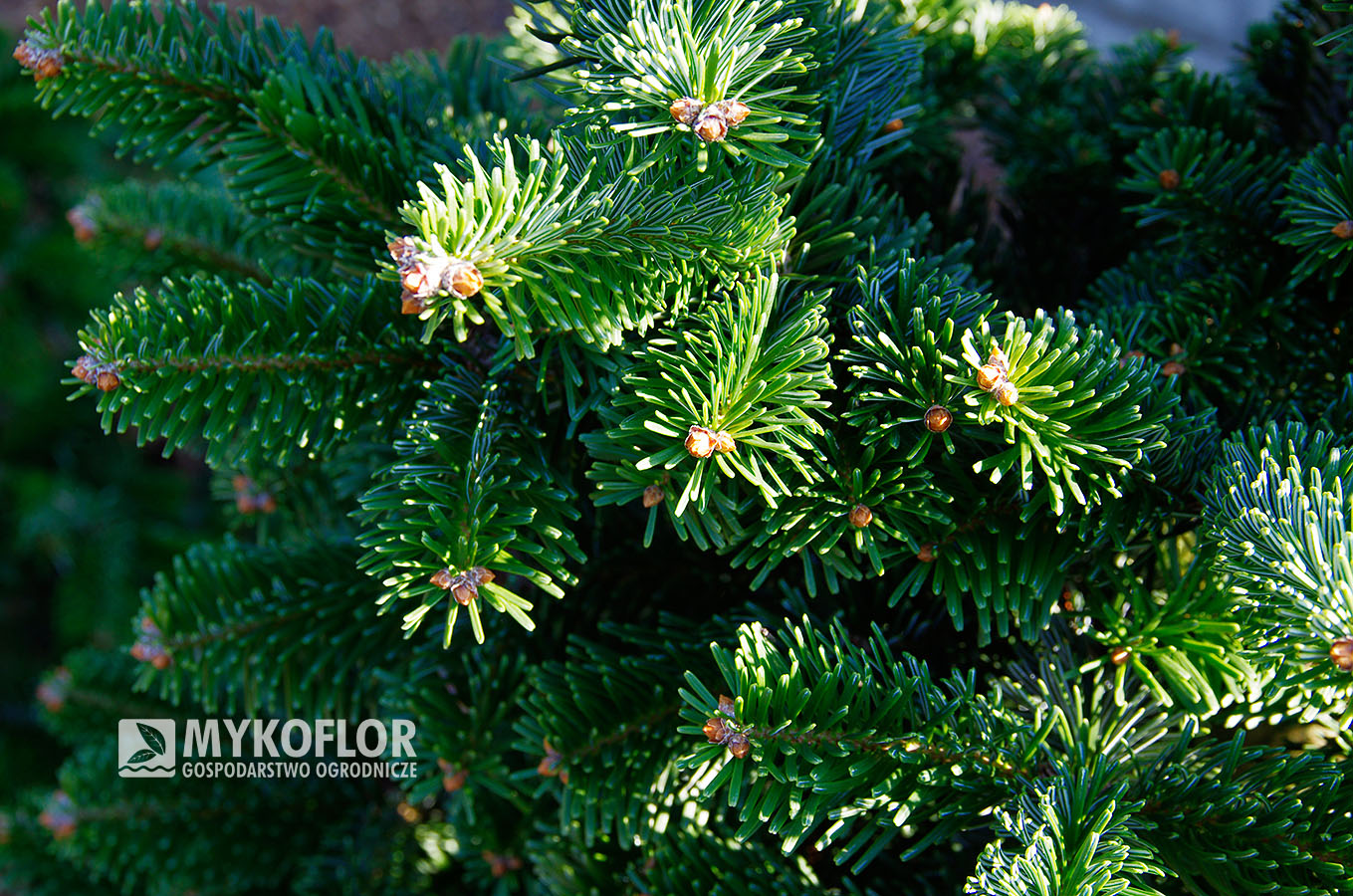 Abies alba ‘Esveld’ – zbliżenie igieł 