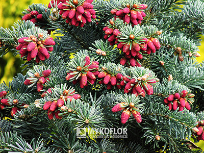 Abies alba ‘Esveld’ – kwiatostany