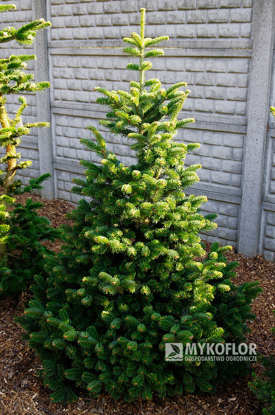 Abies alba ‘Esveld’