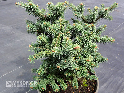 Abies balsamea Piccolo