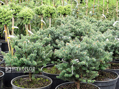 Abies balsamea Piccolo