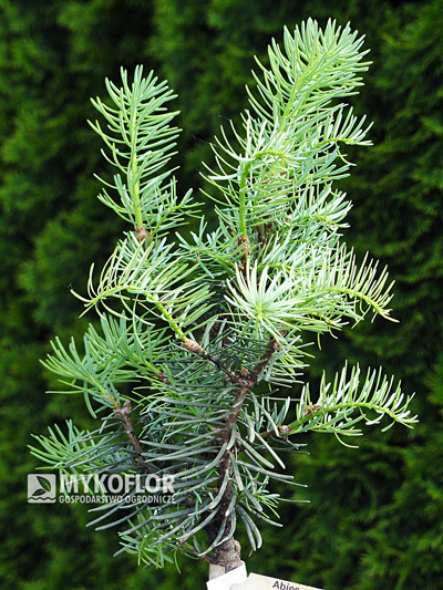 Abies concolor Archers Dwarf