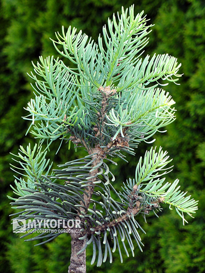 Abies concolor Compacta