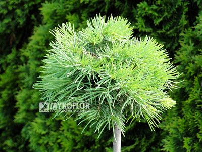 Abies concolor Mike Stern