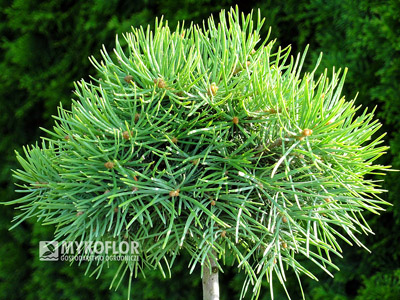 Abies concolor Mike Stern