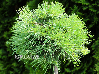 Abies concolor Mike Stern