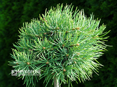 Abies concolor Mike Stern