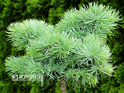 Abies concolor Piggelmee