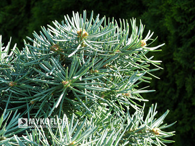 Abies concolor Piggelmee
