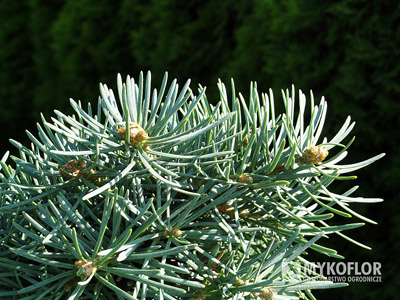 Abies concolor Piggelmee