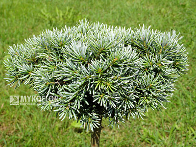 Abies koreana Blauer Eskimo