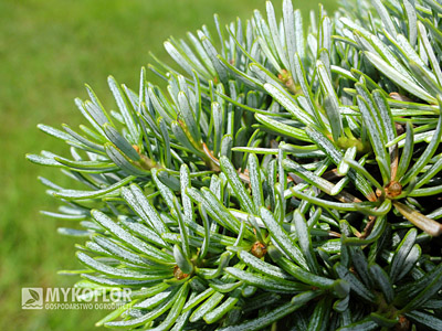 Abies koreana Blauer Eskimo