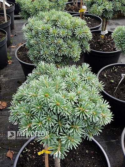 Abies koreana Blauer Eskimo