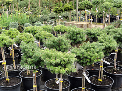 Abies koreana Cis