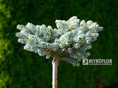 Abies koreana Kohouts Icebreaker