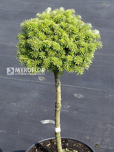 Abies koreana Kristallkugel
