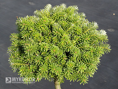 Abies koreana Kristallkugel