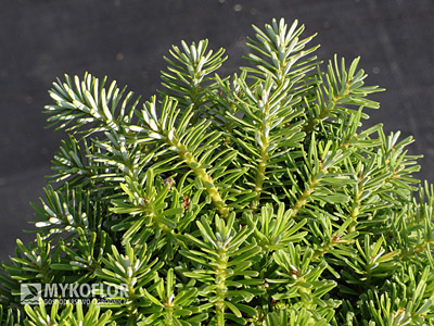 Abies koreana Kristallkugel