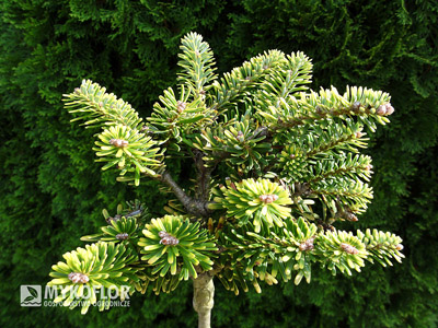 Abies koreana Louis Houtmeyers