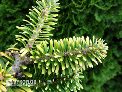 Abies koreana Louis Houtmeyers