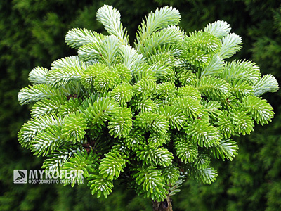 Abies koreana Ottostrasse
