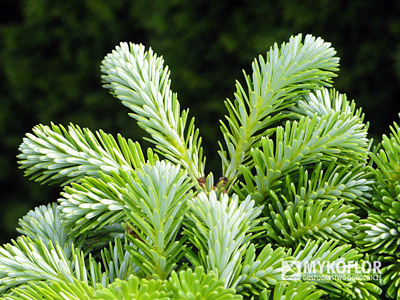 Abies koreana Ottostrasse