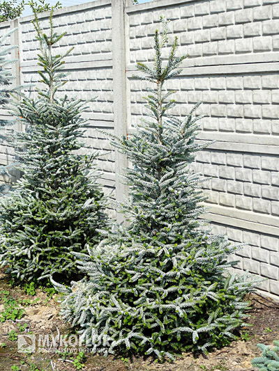 Abies koreana Silberlocke
