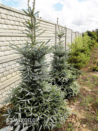 Abies koreana Silberlocke
