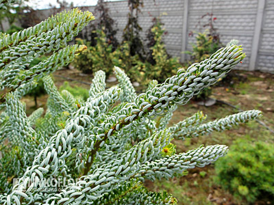 Abies koreana Silberlocke