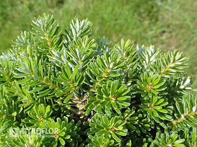 Abies koreana Silberperle