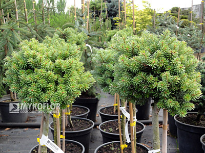 Abies koreana Silberperle