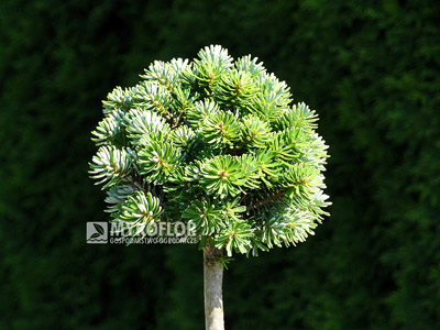 Abies koreana Wellenseind