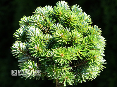 Abies koreana Wellenseind