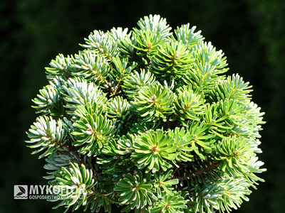 Abies koreana Wellenseind