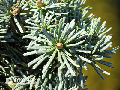 Abies lasiocarpa Alpine Beauty