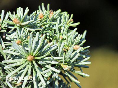 Abies lasiocarpa Alpine Beauty