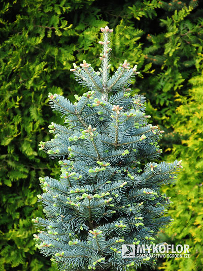 Abies lasiocarpa Compacta