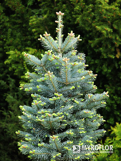 Abies lasiocarpa Compacta