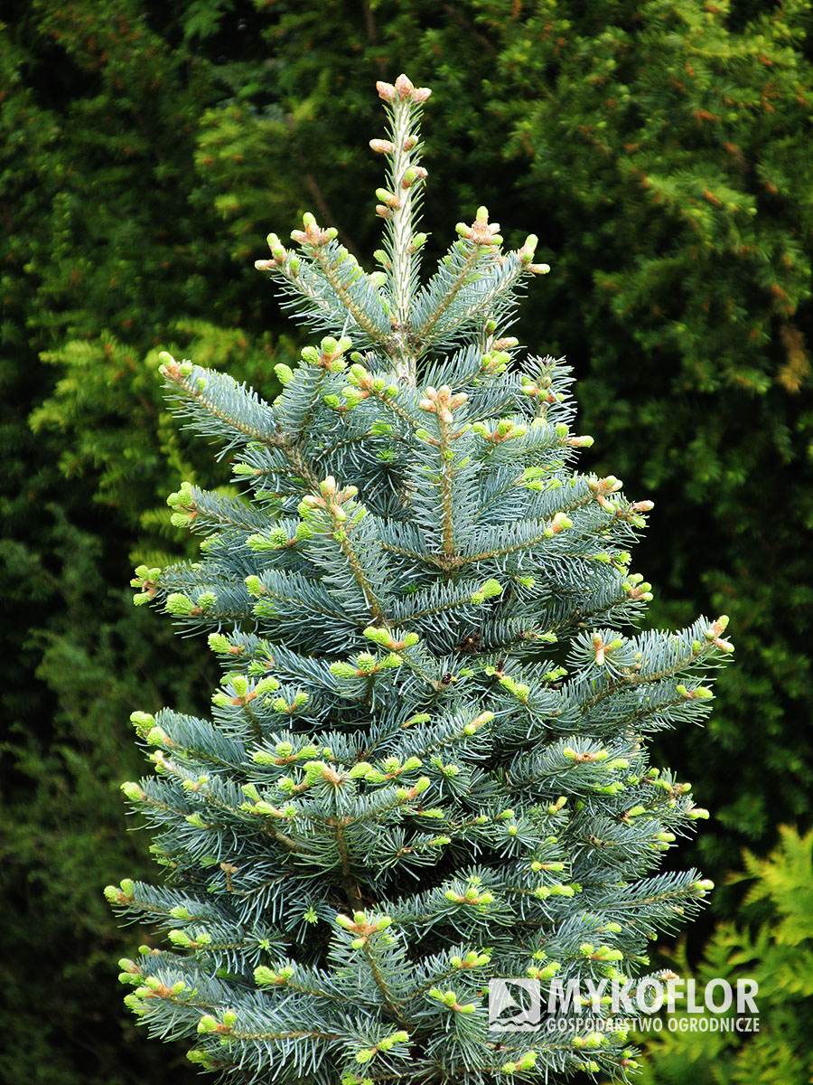 Abies lasiocarpa Compacta