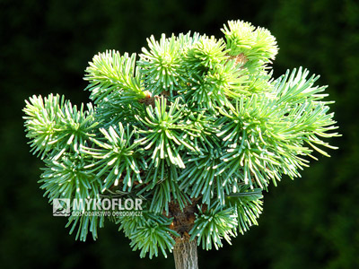 Abies lasiocarpa Stevens Blue