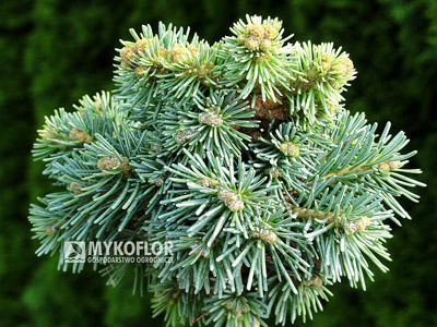 Abies lasiocarpa Stevens Blue