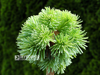 Abies lasiocarpa Stevens Blue