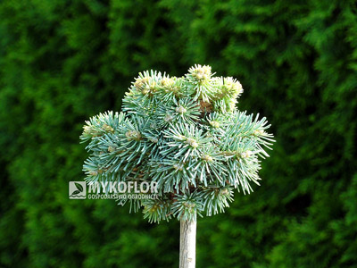 Abies lasiocarpa Stevens Blue