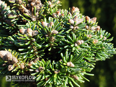 Abies magnifica Shastensis WB