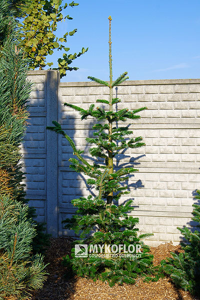 Abies nordmanniana ‘Robusta’