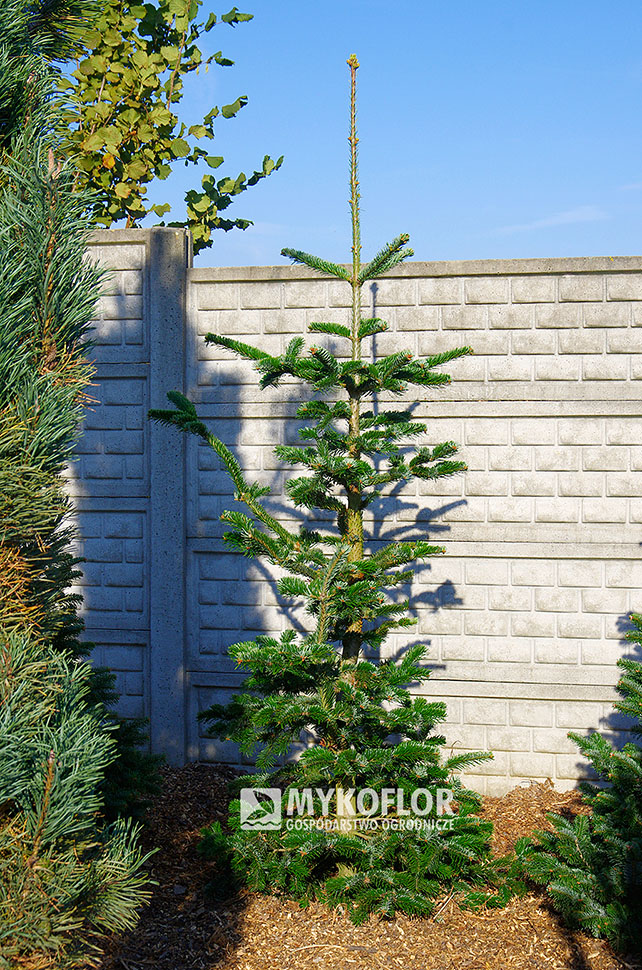 Abies nordmanniana ‘Robusta’