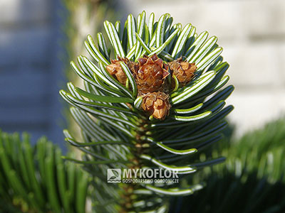 Abies nordmanniana ‘Robusta’ – zbliżenie igieł