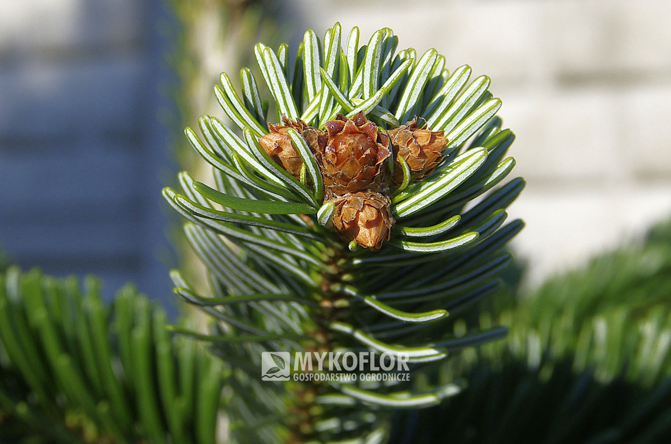 Abies nordmanniana ‘Robusta’ – zbliżenie igieł 